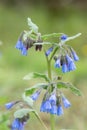 Blue Comfrey, Symphytum officinale `Azureum`, blue flowers Royalty Free Stock Photo